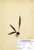 藏品(鱗瓦葦(長柄瓦葦))的圖片